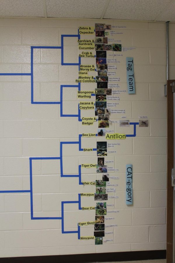 The Tag Team and Cat-e-Gory brackets for the tournament.